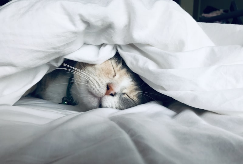 The Science of Circadian Health: Optimizing Deep Sleep Architecture for Peak Recovery